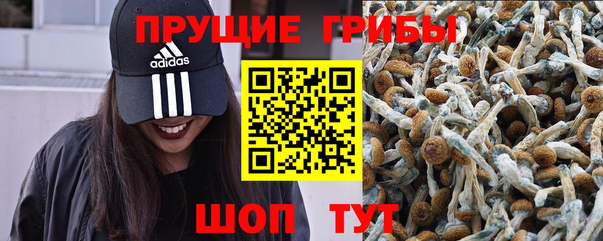 Галлюциногенные грибы мухоморы Новозыбков